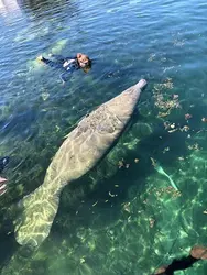 Dolphin & Manatee Tour in Homosassa, FL with Rockon Recreation Rentals