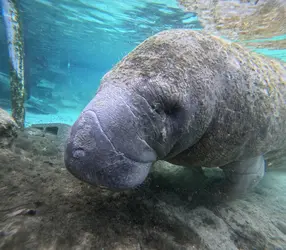 Dolphin & Manatee Tour in Crystal River Fl, FL with Rockon Recreation Rentals