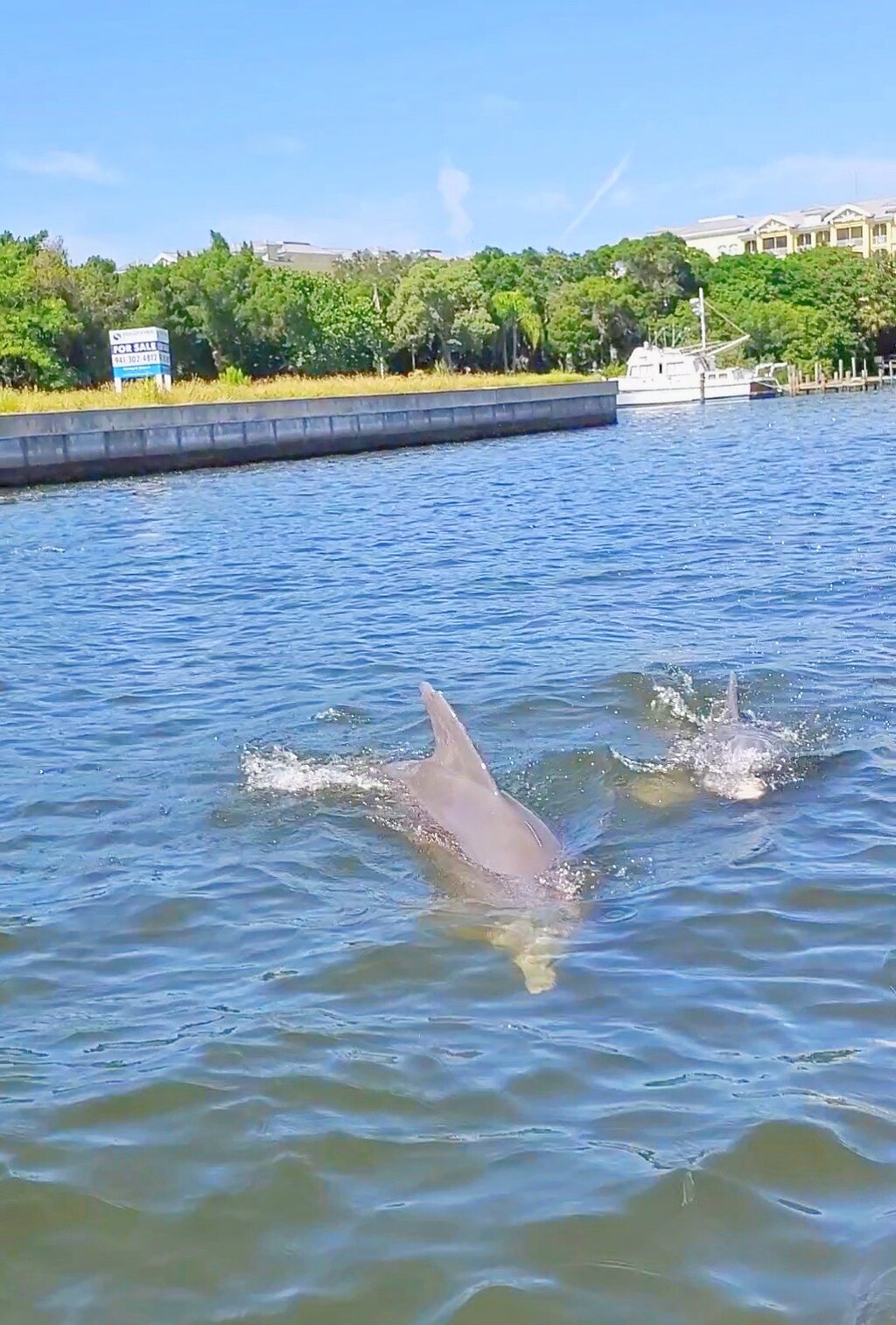 Dolphin & Manatee Tour in Sarasota, FL with Rockon Recreation Rentals