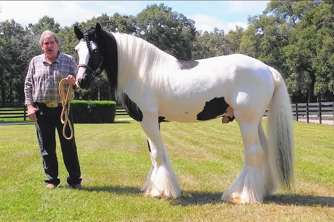 Horseback Riding Rental in Ocalafl, FL with Rockon Recreation Rentals