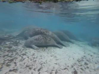 Dolphin & Manatee Tour in Crystal River, FL with Rockon Recreation Rentals