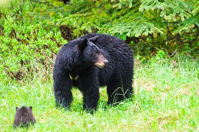 Tour in Ketchikan, ALASKA with Rockon Recreation Rentals