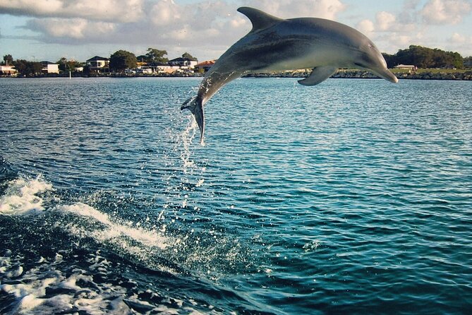 Dolphin & Manatee Tour at Sunshine Skyway Ln S, St. Petersburg, FL