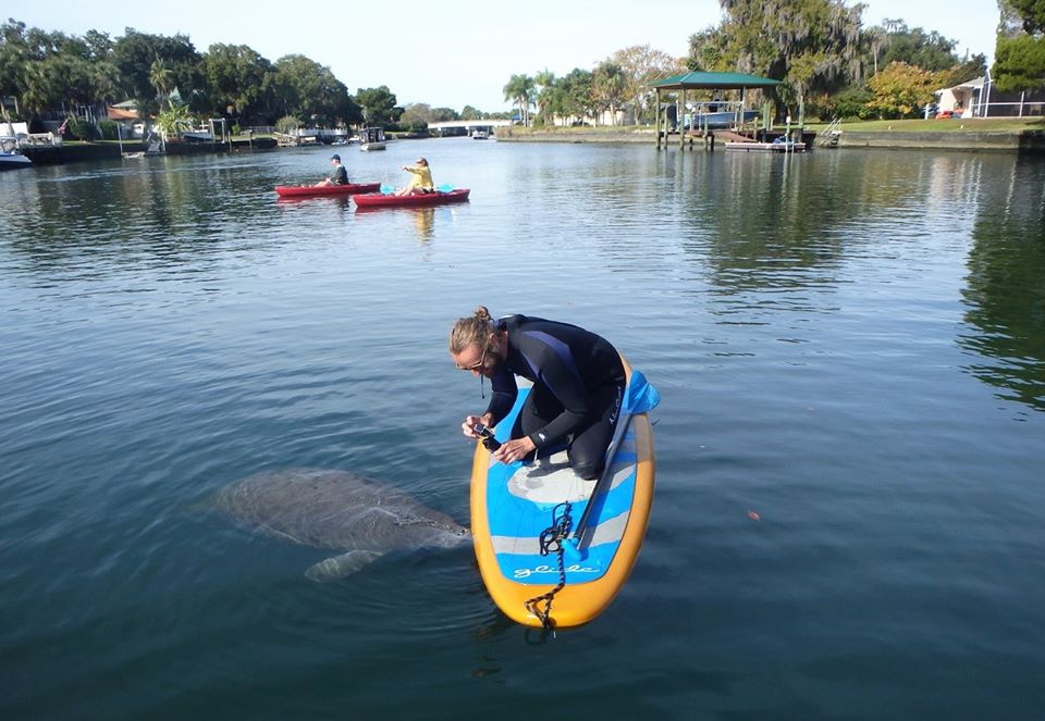 Paddleboard Rental in Crystal River Fl, FL with Rockon Recreation Rentals